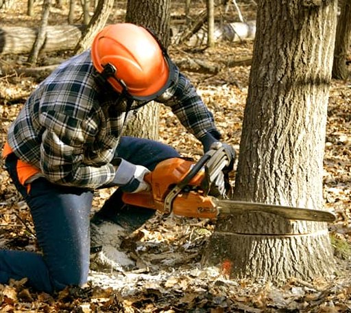 Tree Removal in Austinville, VA